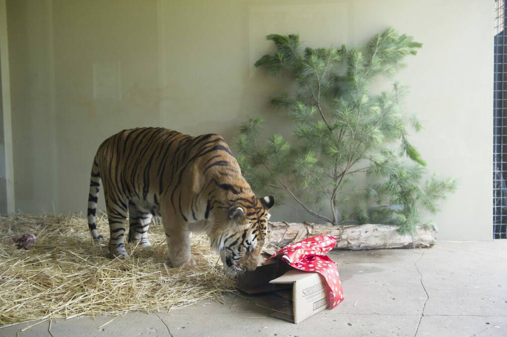 Bakkar the tiger quickly dispensed with the wrapping on his present - a deer leg. Photo: Jay Cronan