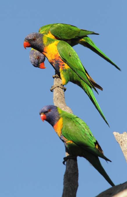 Flying Floriade: The brightly-coloured Rainbow Lorikeets in Canberra have given Ian Warden a cracking headache. Photo: Geoffrey Dabb