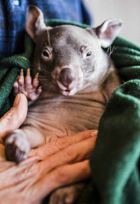 Care: A baby wombat at Sleepy Burrows Wombat Sanctuary. Sanctuary owner Donna Stepan says the government is unable to deal with the number of animal cruelty cases as it is. Photo: Jamila Toderas