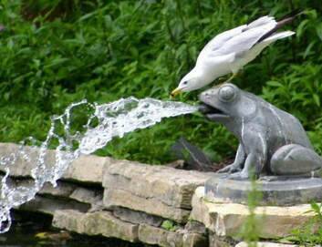 A gull grabs a gulp from an accommodating frog.