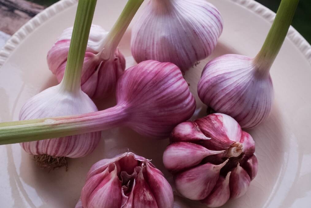 Garlic has been lauded for its ability to help prevent heart disease, certain types of cancer, and to regulate blood sugar. Photo: Supplied