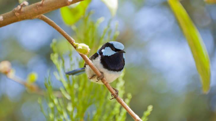 A study has found that some bird species choose not to reproduce in order to guard the nests of their close relatives. Photo: Supplied