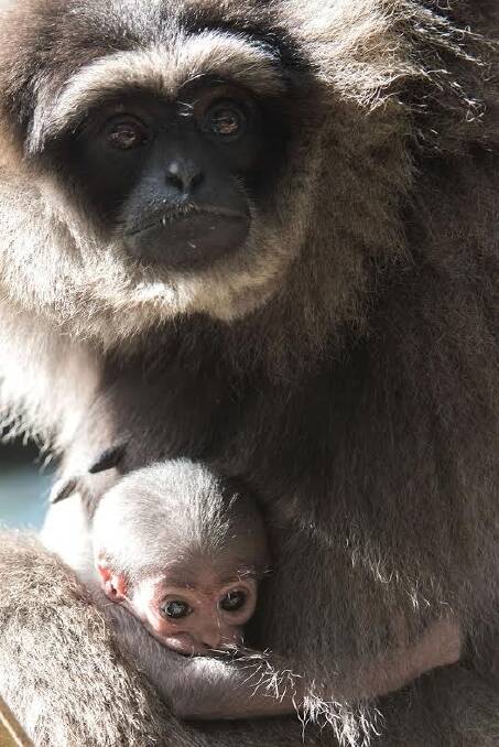 An endangered silvery gibbon was born at Mogo Zoo over the weekend. Photo: Mogo Zoo