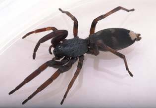 White tail spiders use venom on their prey rather than spinning a web. Photo: David McClenaghan/CSIRO