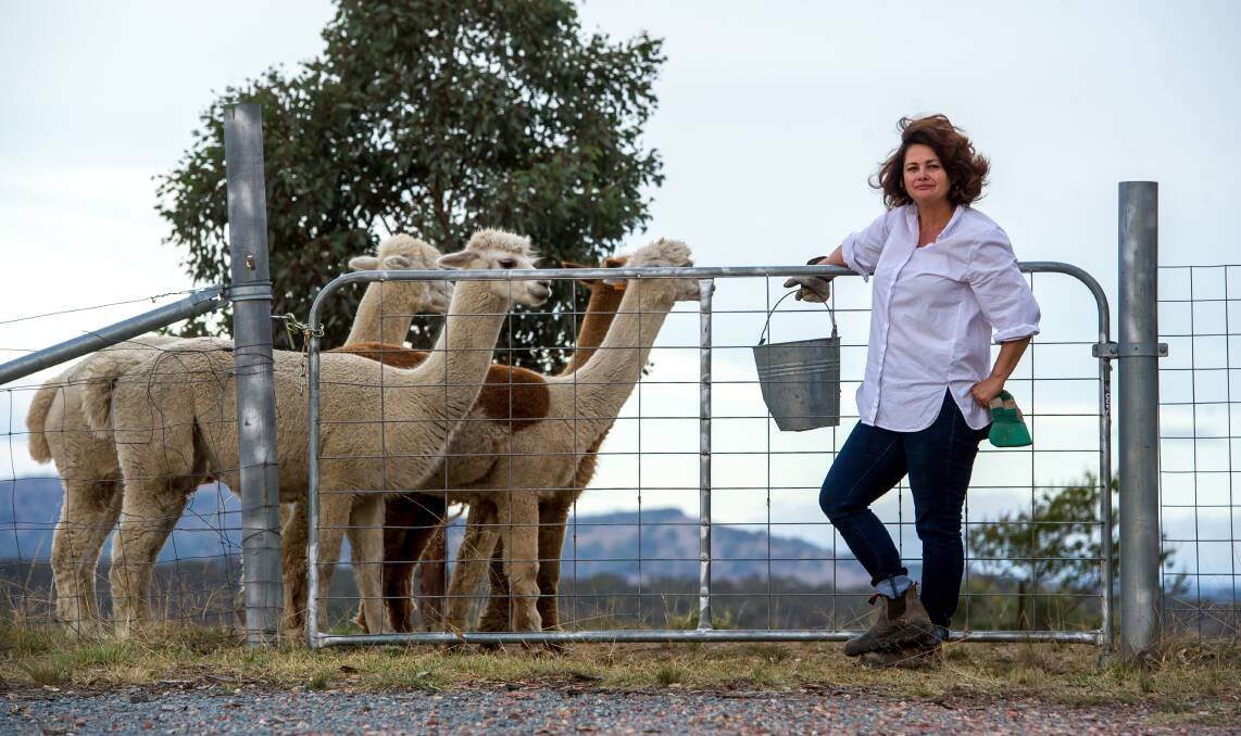 Michele McKell with her remaining alpacas after one of her alpacas was killed by two dogs on Tuesday night, one week after the attack on Mimosa the alpaca.  Photo: Elesa Kurtz