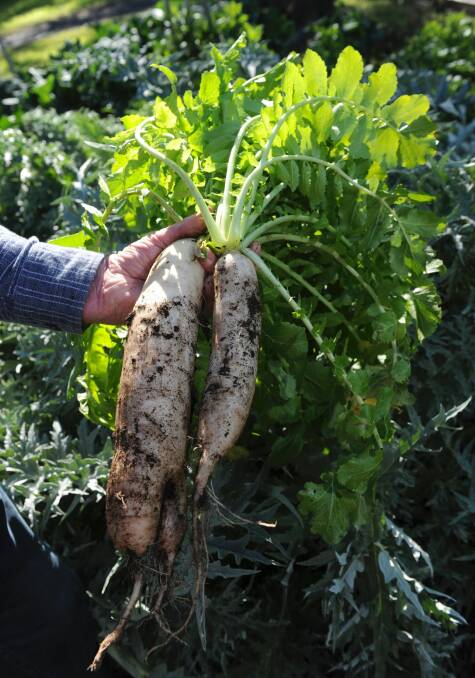 Daikon just pulled from the ground. Photo: Graham Tidy 
