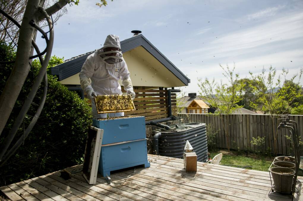 Beekeeper Kevin Wode re-homing a swarm with newcomers to beekeeping in the ACT. Photo: Jay Cronan