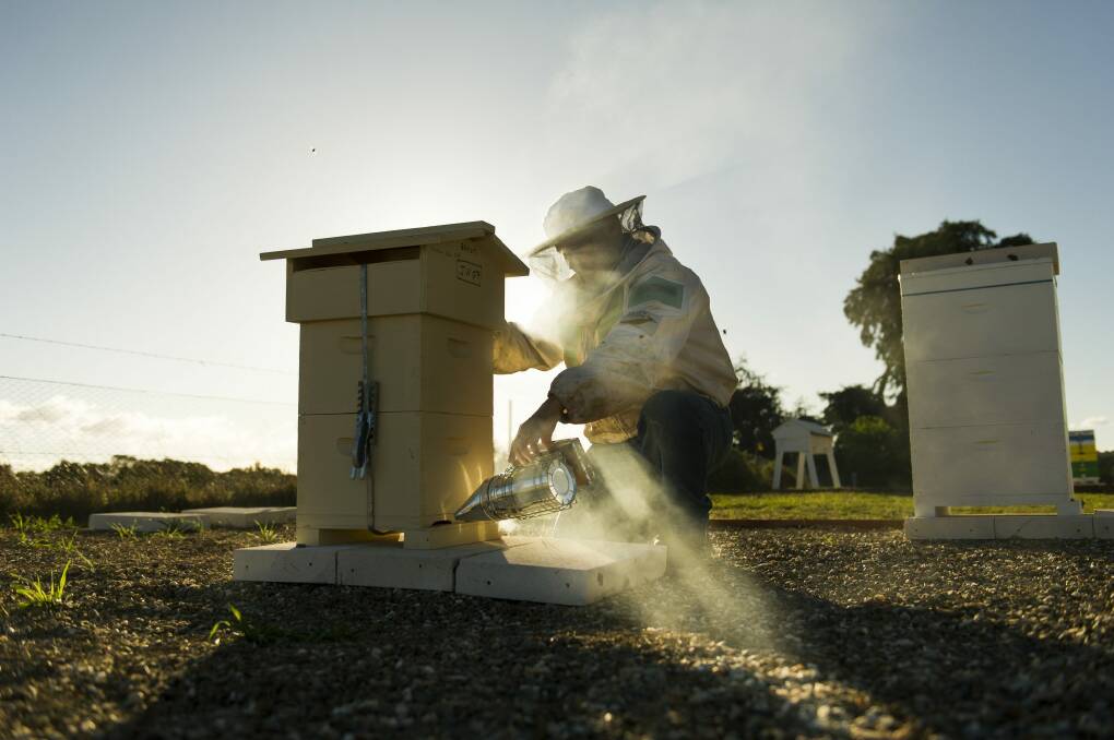 ACT Beekeepers Association's hive manager Jeff Matsen at work.  Photo: Jay Cronan