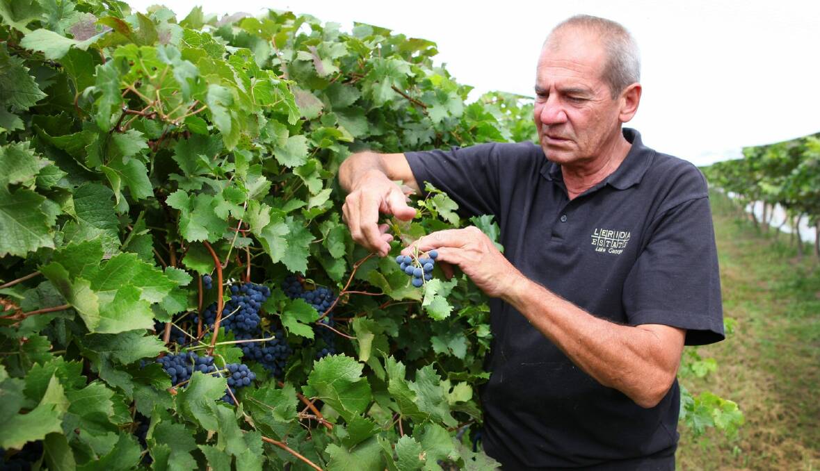 Jim Lumbers, of Lerida Estate, says city-based politicians do not fully understand the seasonal demands for staff at wineries. Photo: Andrew Sheargold