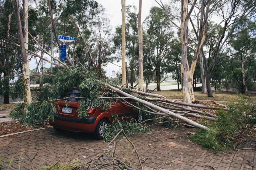 Trees down around Parliament House on Friday afternoon. Photo: Rohan Thomson