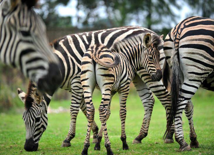 Malawi the National Zoo and Aquariums new baby zebra joins the herd. Photo: Karleen Minney