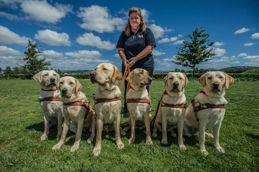 Guide Dogs NSW/ACT presentation of graduating Guide Dogs. Photo: karleen minney