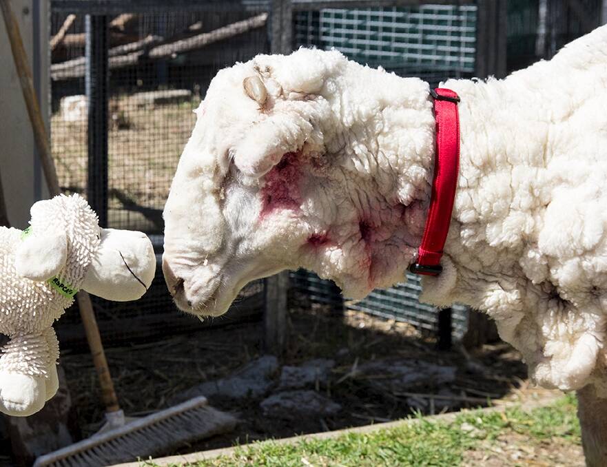 Chris the sheep meets Chris the plush toy after his haircut. Photo: RSPCA ACT