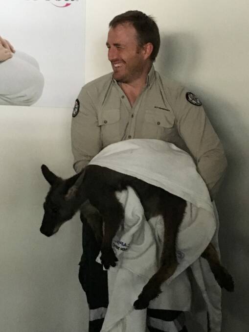 Ranger Patrick Harvey wrapped the wallaroo in a blanket and later released it in Aranda. Photo: Giulia De Angelis