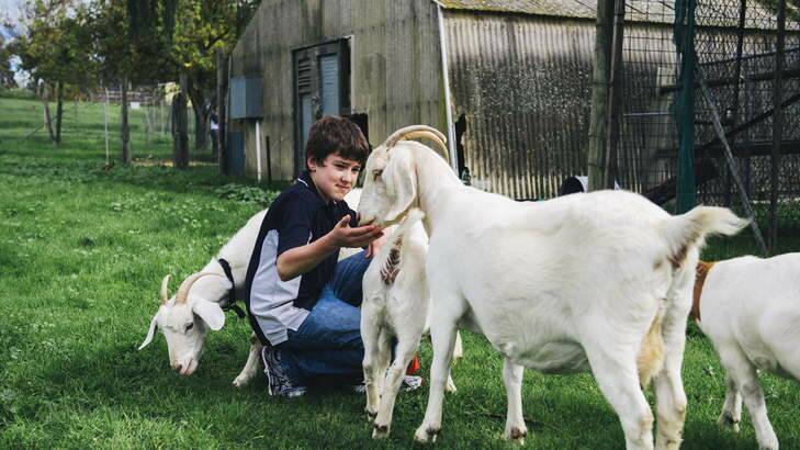 Year 8 student, Andrew Lanspeary, feeds some of the goats at the UC High School Kaleen as part of their agriculture program. Photo: Rohan Thomson