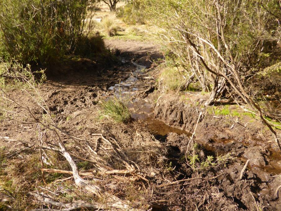 A small creek in northern Kosciuszko National Park damaged by brumbies. Photo: Linda Groom