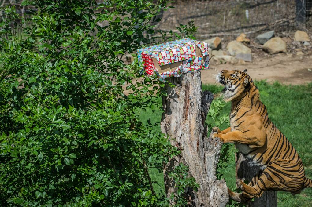 Aceh the Sumatran tiger easily finds his present, hidden in his enclosure at the Canberra zoo on Thursday. Photo: karleen minney