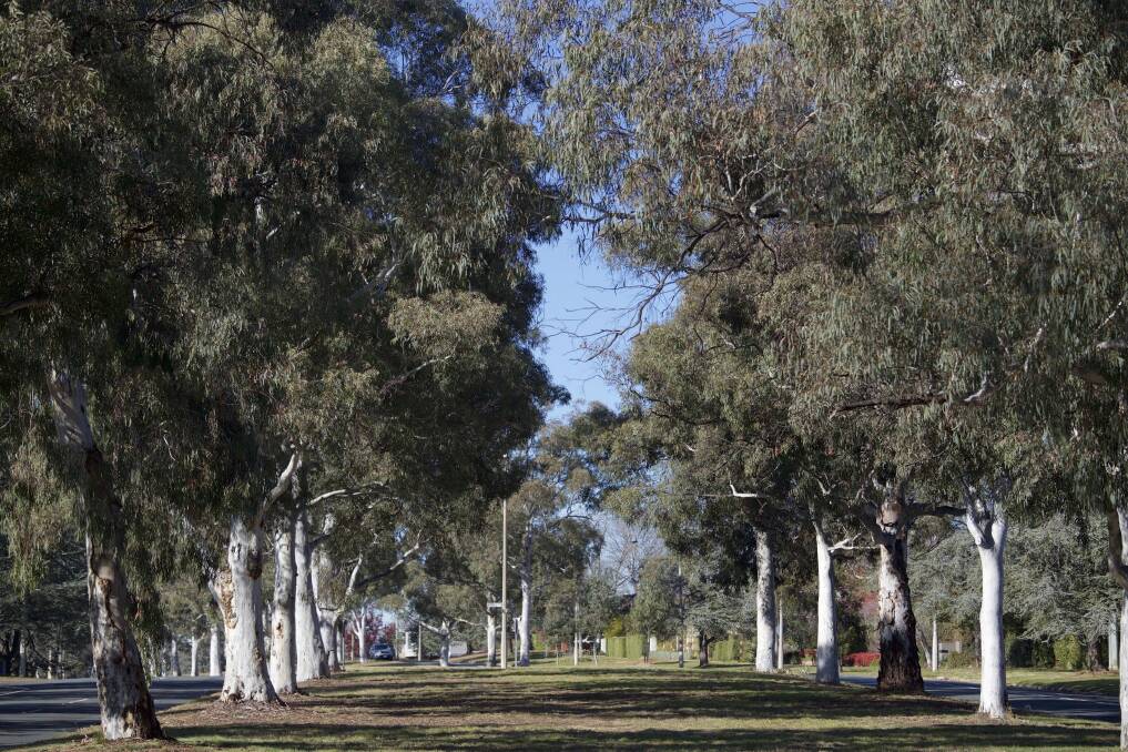 Brittle gum trees on Captain Cook Crescent in Griffith. The species will also be planted on Northbourne Avenue. Photo: Supplied