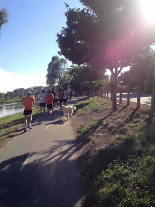 Franklin the Gungahlin Maremma sheepdog on January 9 2016 joining a group of runners in the Gungahlin area. Photo: Facebook