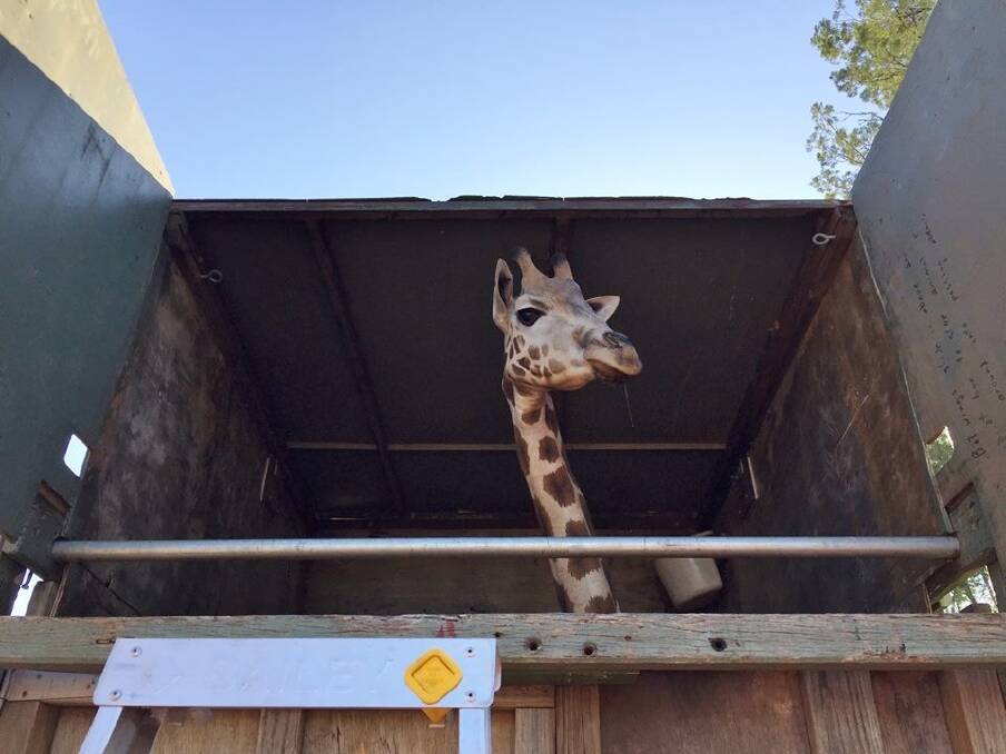 Mzungu leaves Dubbo behind to start her new life in Canberra. Photo: National Zoo and Aquarium