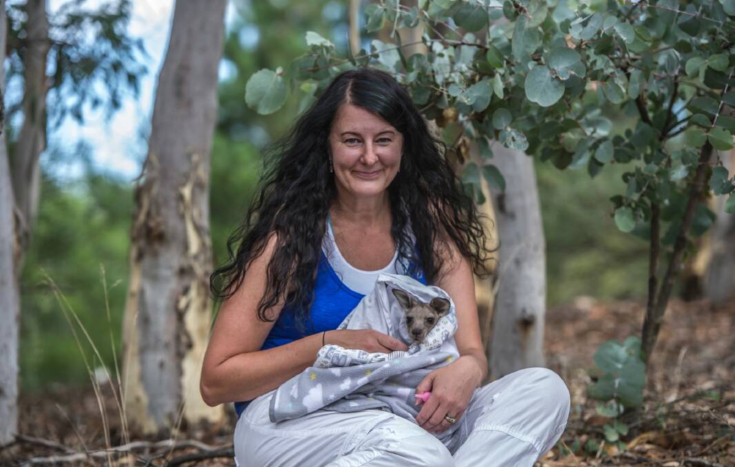 Suzy Watson is looking after Flame, a shy little joey rescued by firefighters from the Currandooley fire.  Photo: Karleen Minney