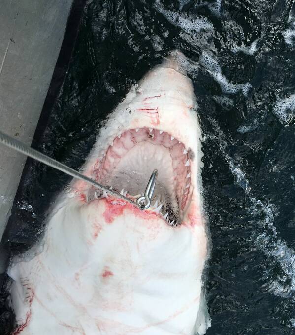 Great white hooked: Smart drumlines are in extensive use in NSW - but not Queensland. Photo: DPI