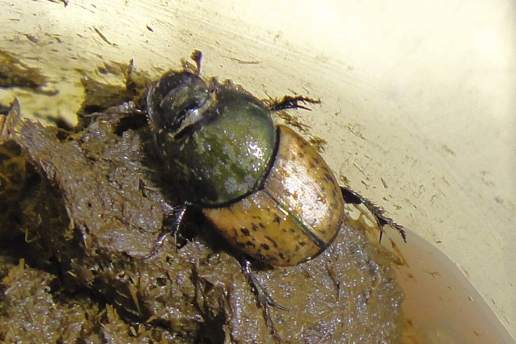 It's Ringo!: One of the dung beetles from the Black Mountain containment facility.  Photo: CSIRO