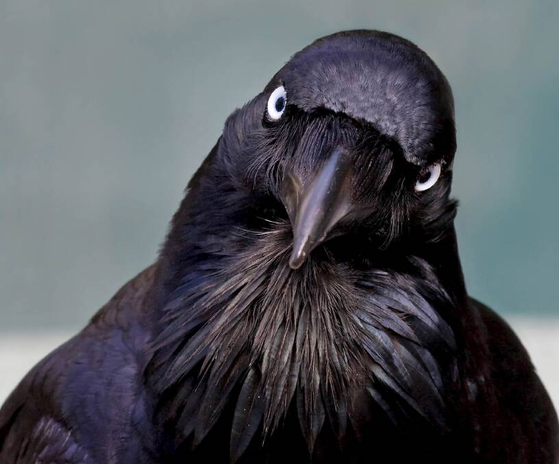 <i>Australian Raven</i>. Photo: Julian Robinson