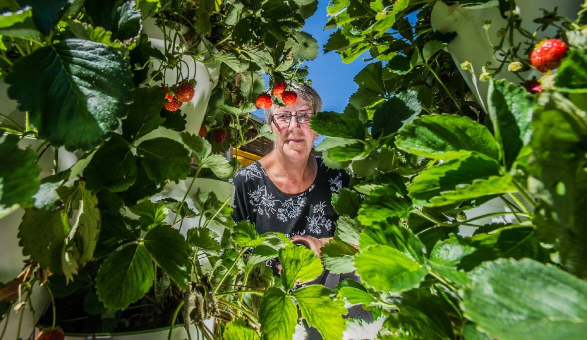 Annette Bunfield grows, picks, and preserves dozens of kilograms of strawberries each season. Photo: karleen minney