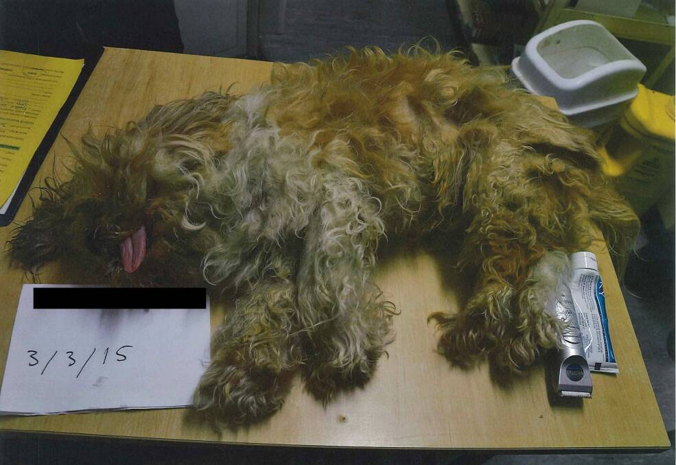 The dog with clumped fur before being shaved. Photo: Supplied by RSPCA
