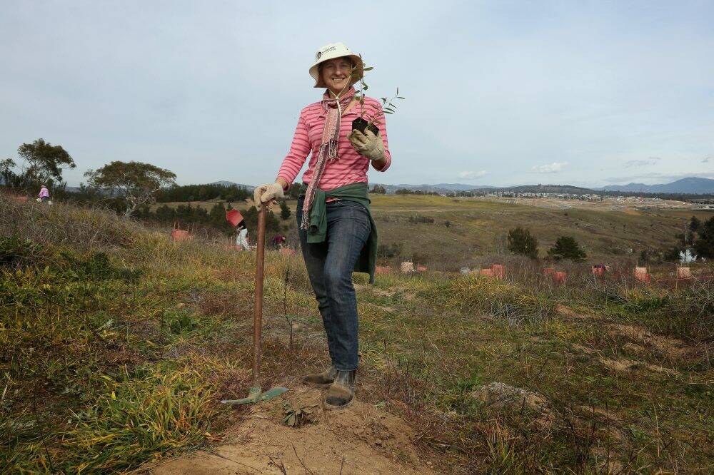 PhD student Kathy Eyles planting with other Greening Australia volunteers on Barrer Hill near the National Arboretum, Canberra. Photo: Jeffrey Chan