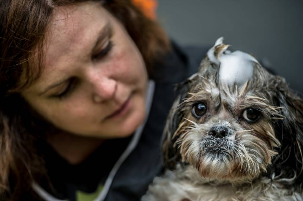 Tania Piddington of House of Dog mobile grooming, pictured washing her own dog Barney, is welcoming a resolution by the ACT government to examine whether there should be mandatory minimum qualifications for people who provide pet services, like dog groomers. Photo: Karleen Minney