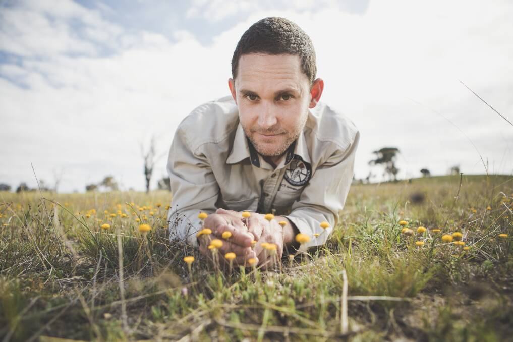 Ecologist with ACT Parks and Conservation Dr Brett Howland examines the Scaly Buttons at the Mulanggari grasslands in Gungahlin. Photo: Jamila Toderas