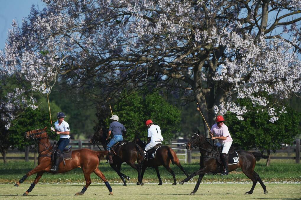 The Australian polo team at the Sydney Polo Club train in preparation for the World Polo Championships. Photo: Nick Moir