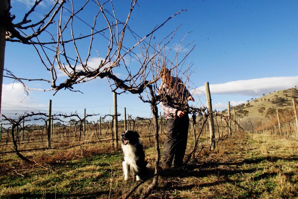 Pruning vines at Brindabella Hills winery near Hall. Photo: Quentin Jones