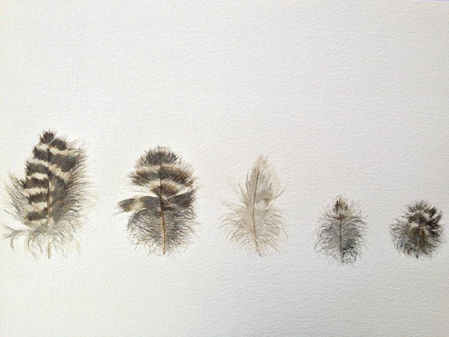 Meg Morton's paintings of Powerful Owl feathers Photo: Meg Morton