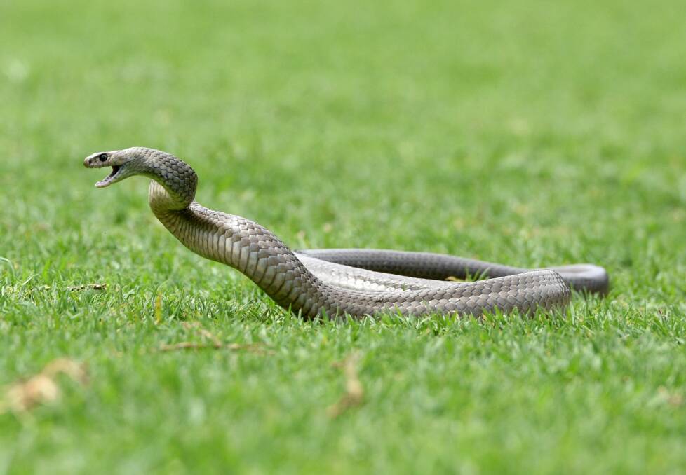 The 18-year-old was in a Kambah paddock when she was bitten by a brown snake. Photo: Steven Siewert
