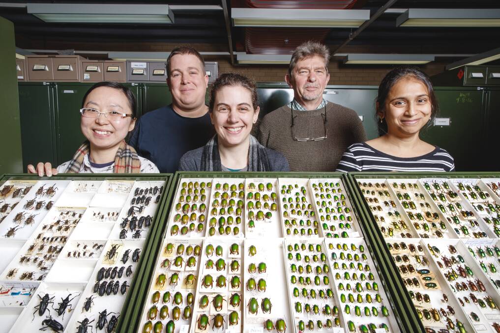 Post-doctoral researcher Ling Zi Zhou, research scientist Andreas Zwick, post-doctoral researcher Luisa Teasdale, research scientist Adam Slipinski, and technician Vidushi Patel with beetle specimens from the Australian National Insect Collection. Photo: Sitthixay Ditthavong
