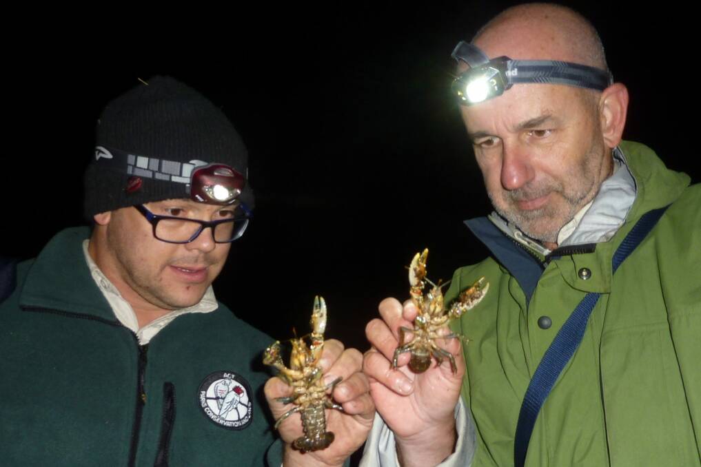 Matt Beitzel (left) and Mark Jekabsons compare their Rieki crayfish specimens. Photo: Tim the Yowie Man