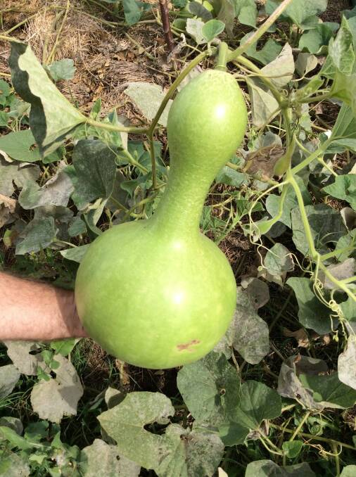 Josh's gourd to be made into a ukelele.  Photo: Susan Parsons