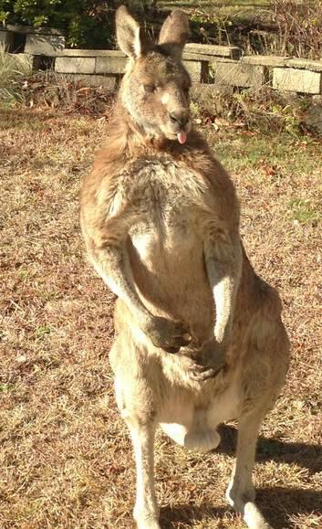 Ainslie's famous kangaroo, Gary. Photo: Sean Holyoake