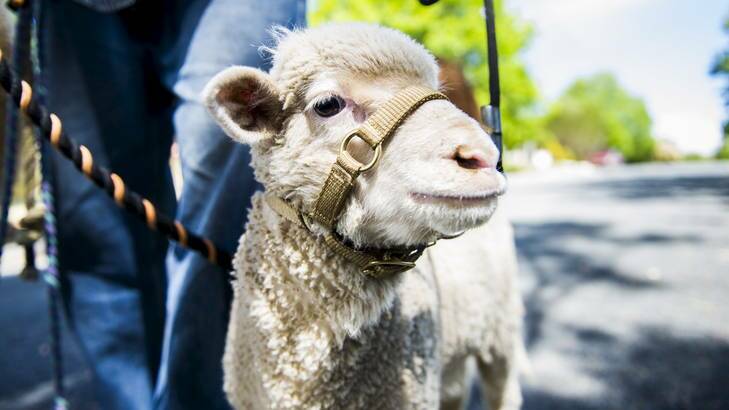 Nils Lantzke's five-week-old lamb, Jasmine. Photo: Rohan Thomson