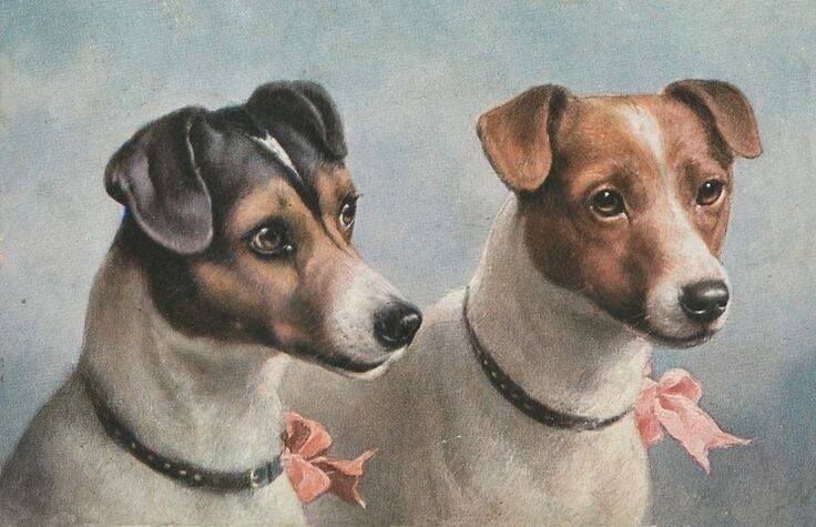 Fox terriers: "brimful of health and spirits". 