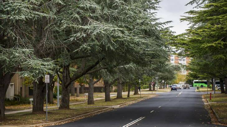 Street trees on Batman Street, Braddon. Photo: Rohan Thomson