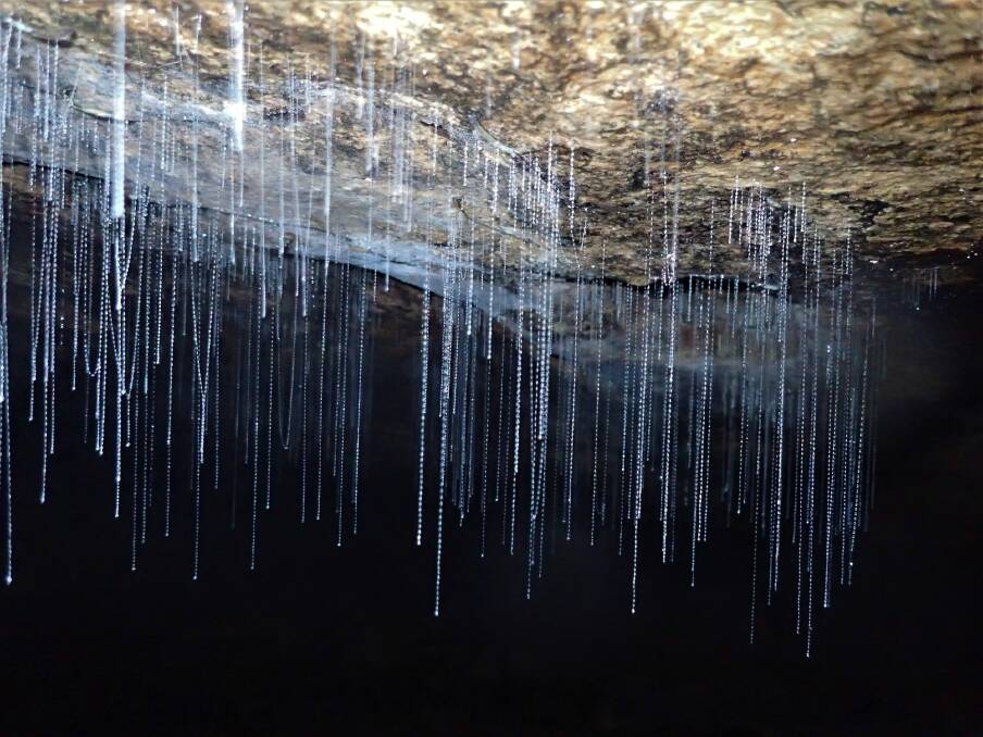 Glow worm threads in Thunder Canyon. Photo: Peter Blunt