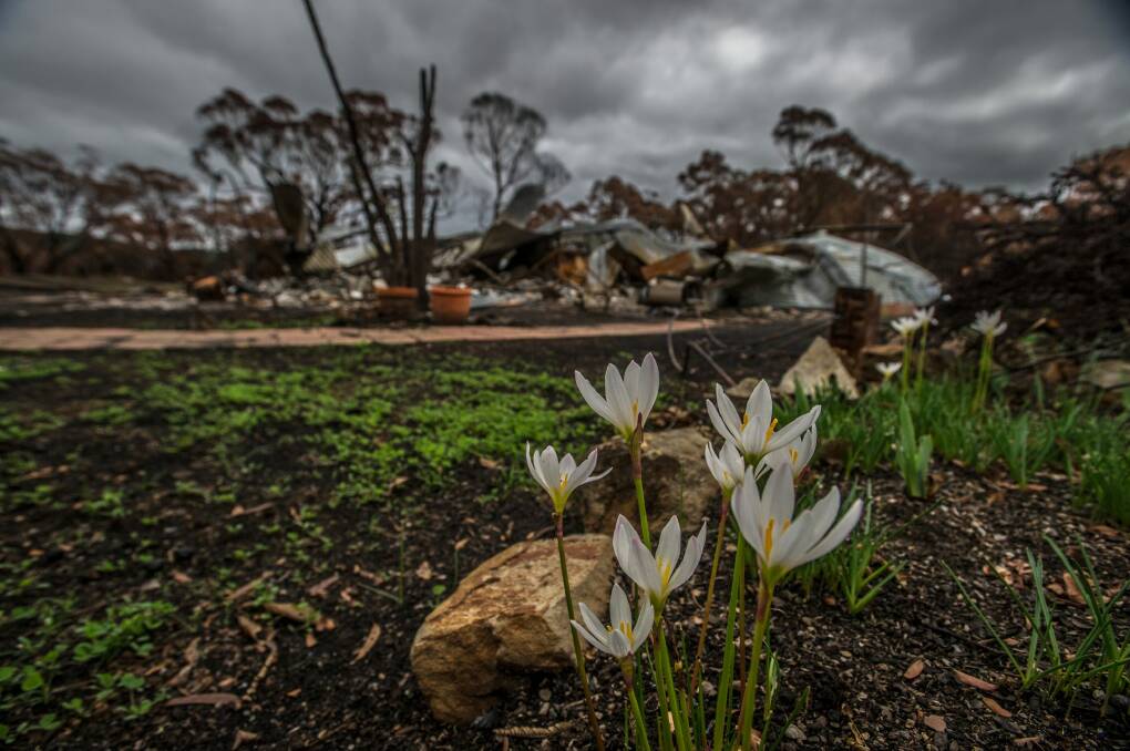 Regeneration in Carwoola after the bushfires. Photo: Karleen Minney