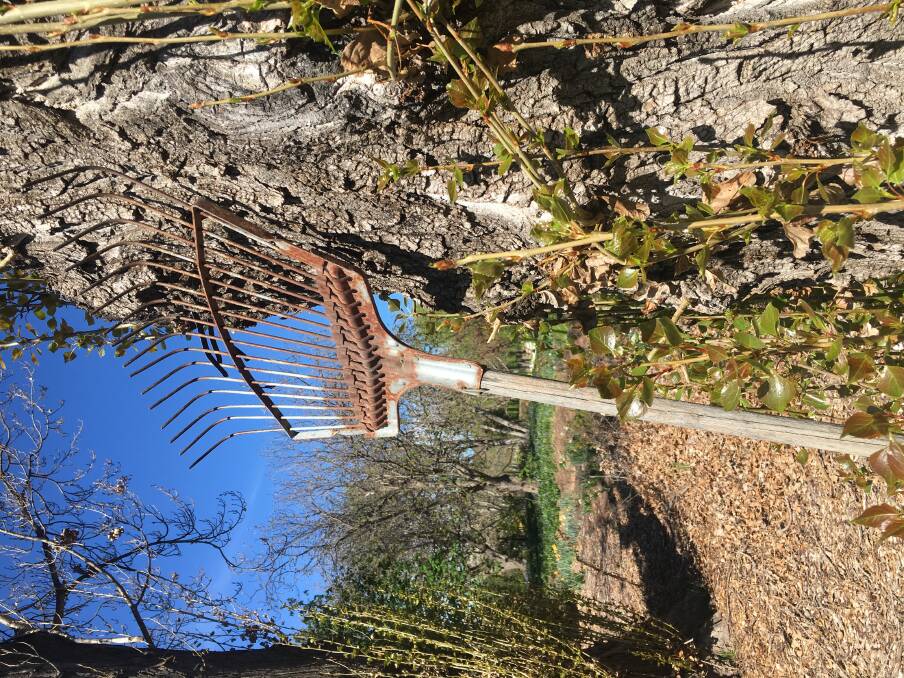 An old-style metal rake like this one, supplied by Anne Miller of Oxley, was left leaning against this tree over 35 years ago and the tree has slowly ‘consumed’ it. Photo: Tim the Yowie Man