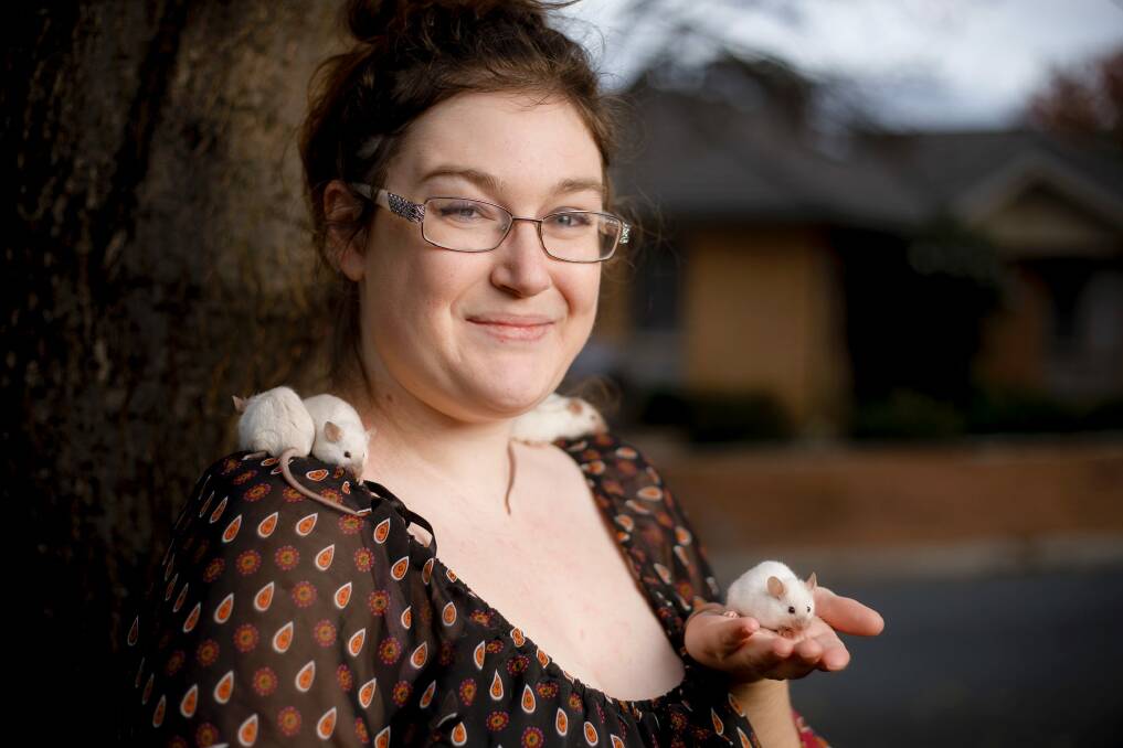 Stephanie Richardson from Blazing Tails Rodentry with some Agouti Siamese mice.  Photo: Sitthixay Ditthavong