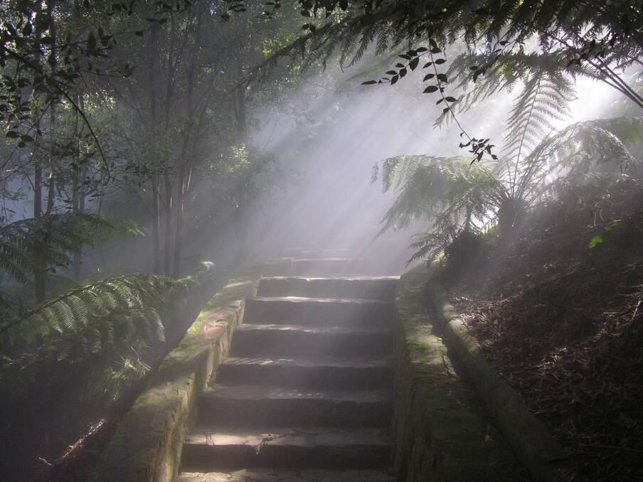 Sun highlights mist in the Rainforest Gully. Photo: Supplied