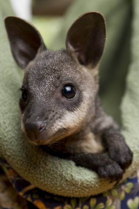 Baby swamp wallaby Illawarra is one of many animals Lindy Butcher has taken under her wing. Photo: Jay Cronan 